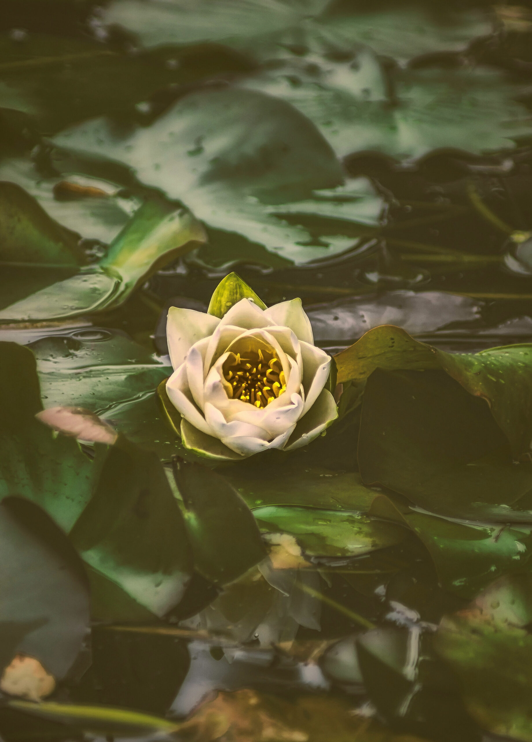 Close up on a group of lily pads with a single yellow flower flowering