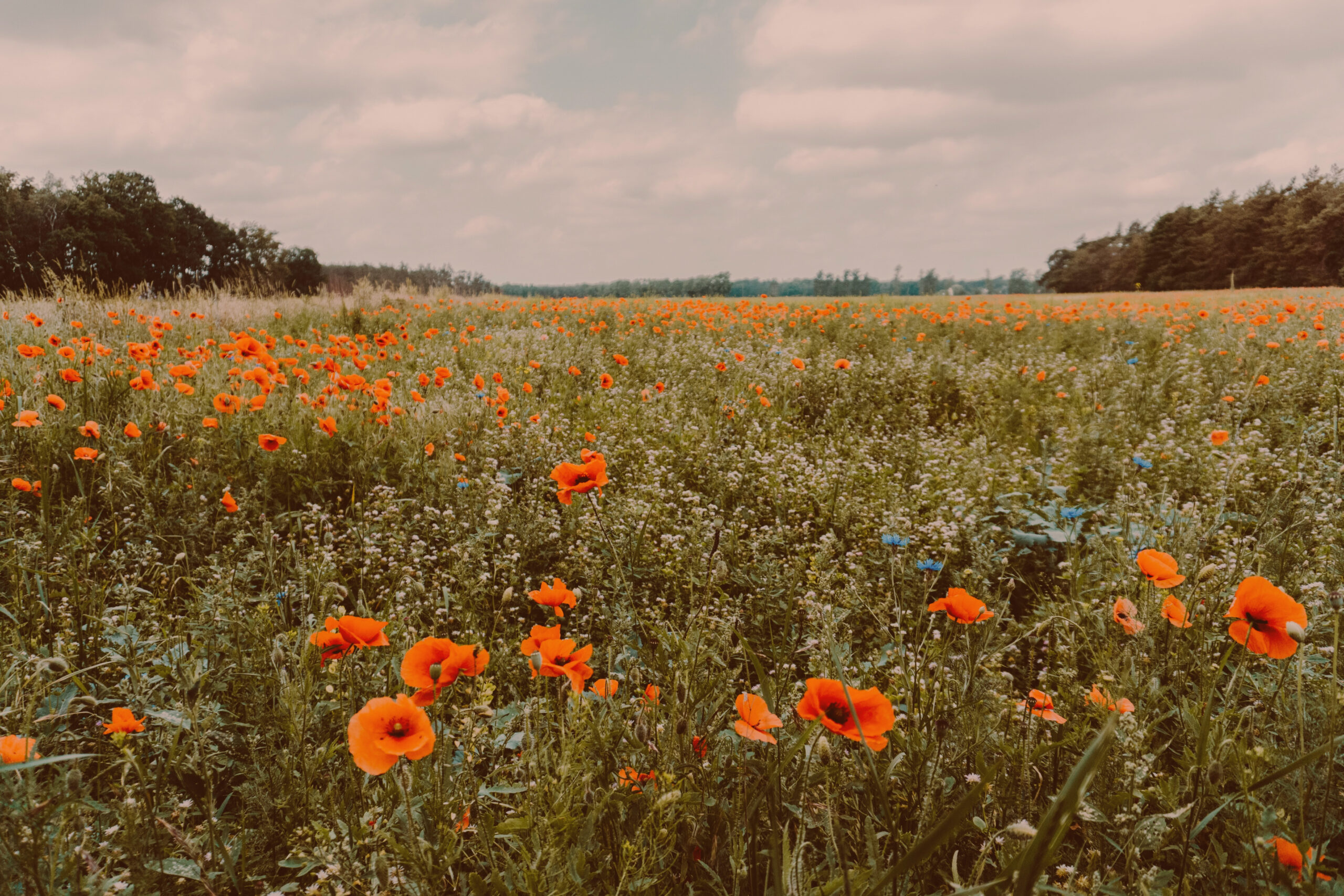 Large field of orange and blue wild flowers